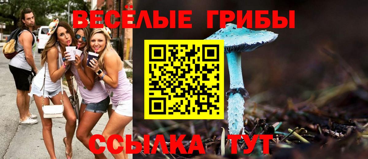 Галлюциногенные грибы Psilocybine cubensis Кострома